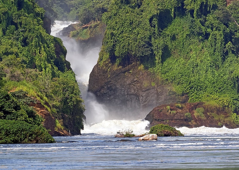 Uganda Chimpanzees Gorilla Safari Trip Vacation Shoebill bwindi Kibale