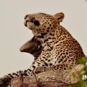 Looking for an unforgettable safari in Uganda? Indepth African Safaris, one of the top tourist companies in Uganda, offers immersive trips and vacations with supreme professionalism. Explore Bwindi and Kibale, home to gorillas and chimpanzees, or spot the rare shoebill on your adventure. Experience the best of Uganda with us!
