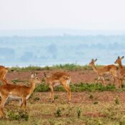 Tourist Companies in uganda Uganda Chimpanzees Gorilla Safari Trip Vacation Shoebill bwindi Kibale