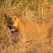 Tourist Companies in uganda Uganda Chimpanzees Gorilla Safari Trip Vacation Shoebill bwindi Kibale