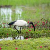Key words Uganda Chimpanzees Gorilla Safari Trip Vacation Shoebill bwindi Kibale
