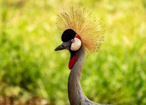 All About The Uganda’s Tourism