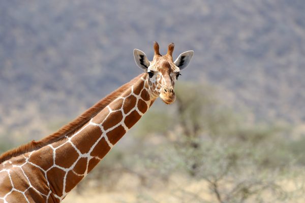 Giraffe in the wild. Africa, Kenya