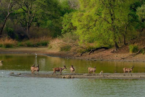 A herd of wild deer in the middle of a lake surrounded by greenery